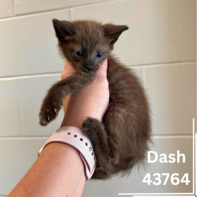 D-Kittens 43762-66, 1 Female, 4 Males/ 8 Weeks