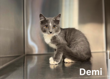 Demi 43877, 5 Months/ Female