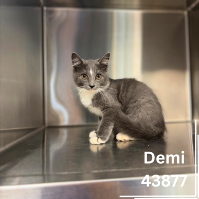 Demi 43877, 5 Months/ Female
