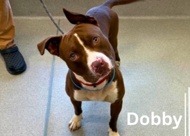Dobby 43948, 1 Year/ Male