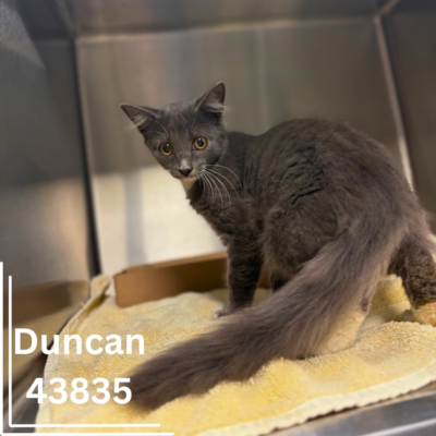 Duncan 43835, 5 Months/ Male