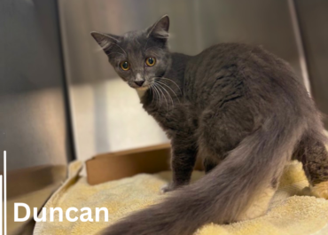 Duncan 43878, 5 Months/ Male