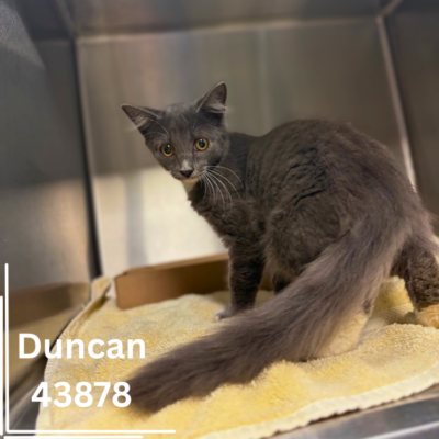 Duncan 43878, 5 Months/ Male