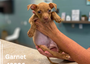 Garnet 43896, 10 Weeks/Female