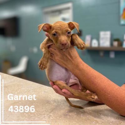 Garnet 43896, 10 Weeks/Female
