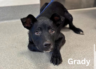 Grady 43826, 7 Months/ Male