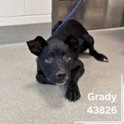 Grady 43826, 7 Months/ Male