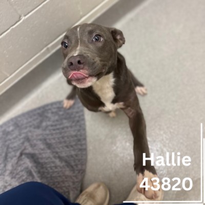 Hallie 43820, 9 Months/Female