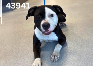 Happie 43941, 2 Years/ Female