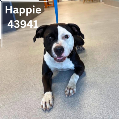 Happie 43941, 2 Years/ Female
