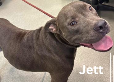 Jett 43783, 3 Years/ Male