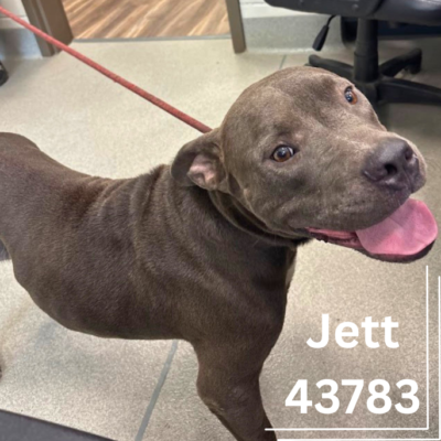 Jett 43783, 3 Years/ Male