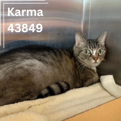 Karma 43849, 5 Years/ Female