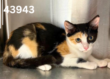 Kiwi 43943, 5 Months/ Female