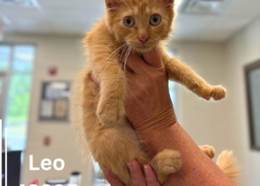 Leo 43895, 12 Weeks/Male