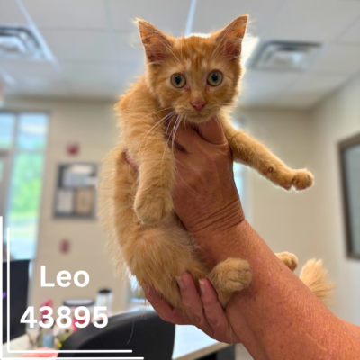Leo 43895, 12 Weeks/Male
