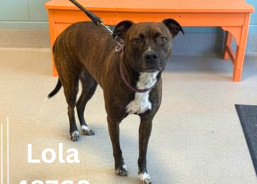 Lola 43768, 3 Years/ Female