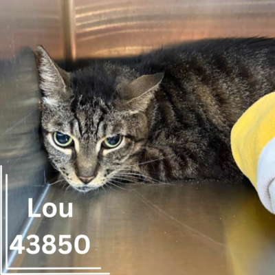 Lou 43850, 8 Years/ Male