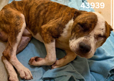 Maverick 43939, 1 Year/ Male