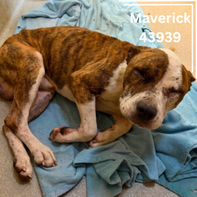 Maverick 43939, 1 Year/ Male