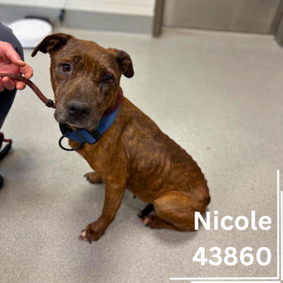 Nicole 43860, 5 Years/Female