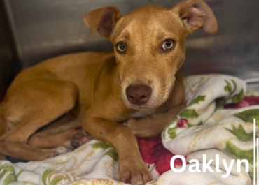 Oaklyn 43759, 10 Months/Female