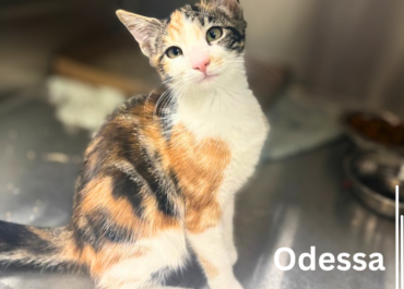 Odessa 43760, 5 Months/Female