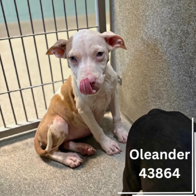 O-Pups 43864-67, 4 Months/Male & Female