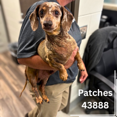 Patches 43888, 6 Years/Male - RECLAIMED