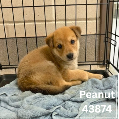 Peanut 43874, 6 Weeks/ Male