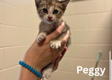 Peggy 43934, 8 Weeks/Female