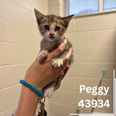 Peggy 43934, 8 Weeks/Female