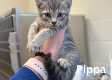 Precious P Kittens, 9 Weeks/Male&Female