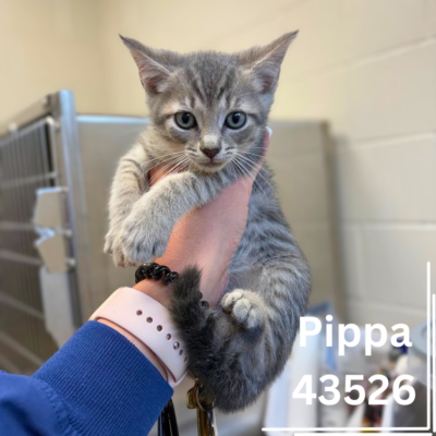 Precious P Kittens, 9 Weeks/Male&Female