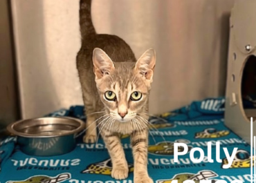 Polly 43523, 1 Year/Female