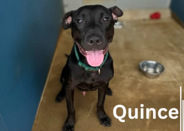 Quince 43785, 1 Year/Male