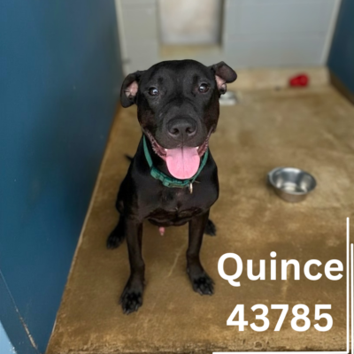 Quince 43785, 1 Year/Male