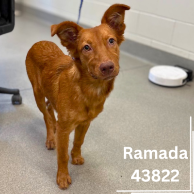 Ramada 43822, 5 Months/Female
