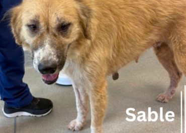 Sable 43855, 7 Years/ Female