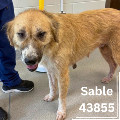 Sable 43855, 7 Years/ Female