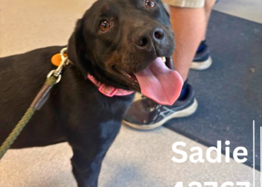 Sadie 43767, 2 Years/ Female