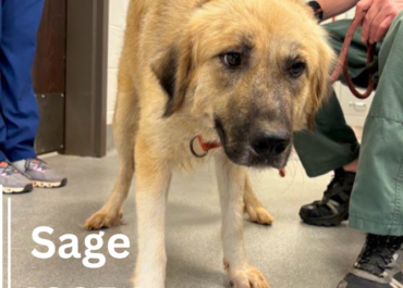 Sage 43854, 2 Years/ Female