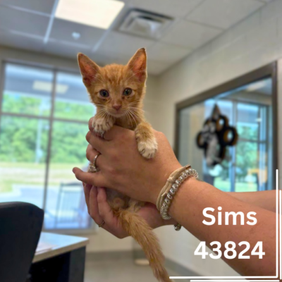 Sims 43824, 9 Weeks/Male