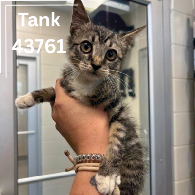 Tank 43761, 10 Weeks/ Male