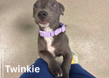 Twinkie 43700, 18 Weeks/ Female
