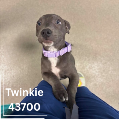 Twinkie 43700, 18 Weeks/ Female