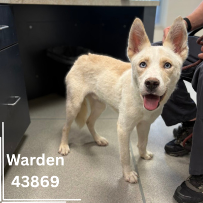 Warden 43869, 2 Years/Male