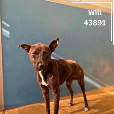 Will 43891, 1 Year/Male
