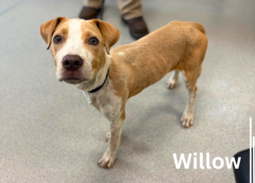 Willow 43889, 5 Months/Female