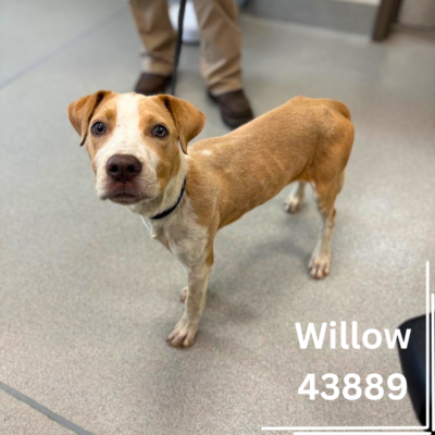 Willow 43889, 5 Months/Female